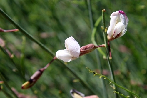 White pea-type flowers against foliage background