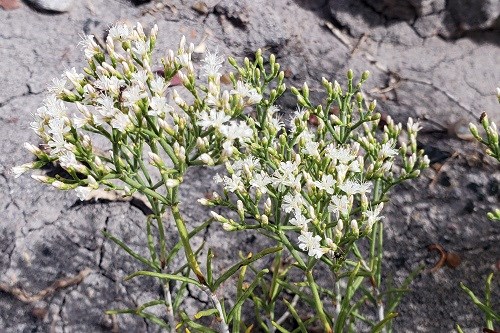Tiny flowers in a cluster on Slenderleaf Buckwheat (Eriogonum leptophyllum)