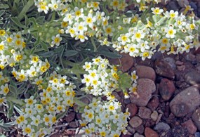 small white and yellow flowers grow over rocky ground