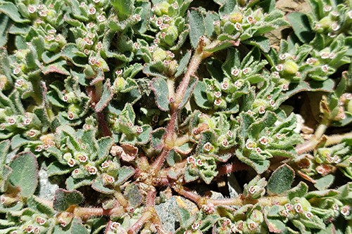 The tiny flowers and fuzzy leaves of Slimseed Sandmat (Euphorbia stictospora)