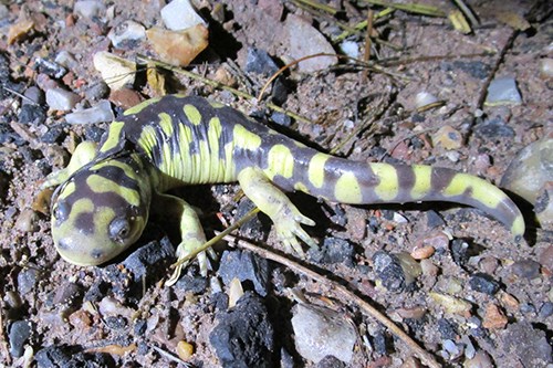 A large salamander with a round head, protruding eyes, and patchy black and yellow coloration.