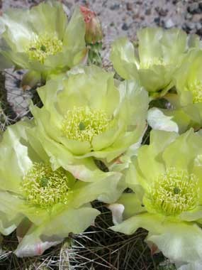 yellow Prickly Pear Cactus flowers