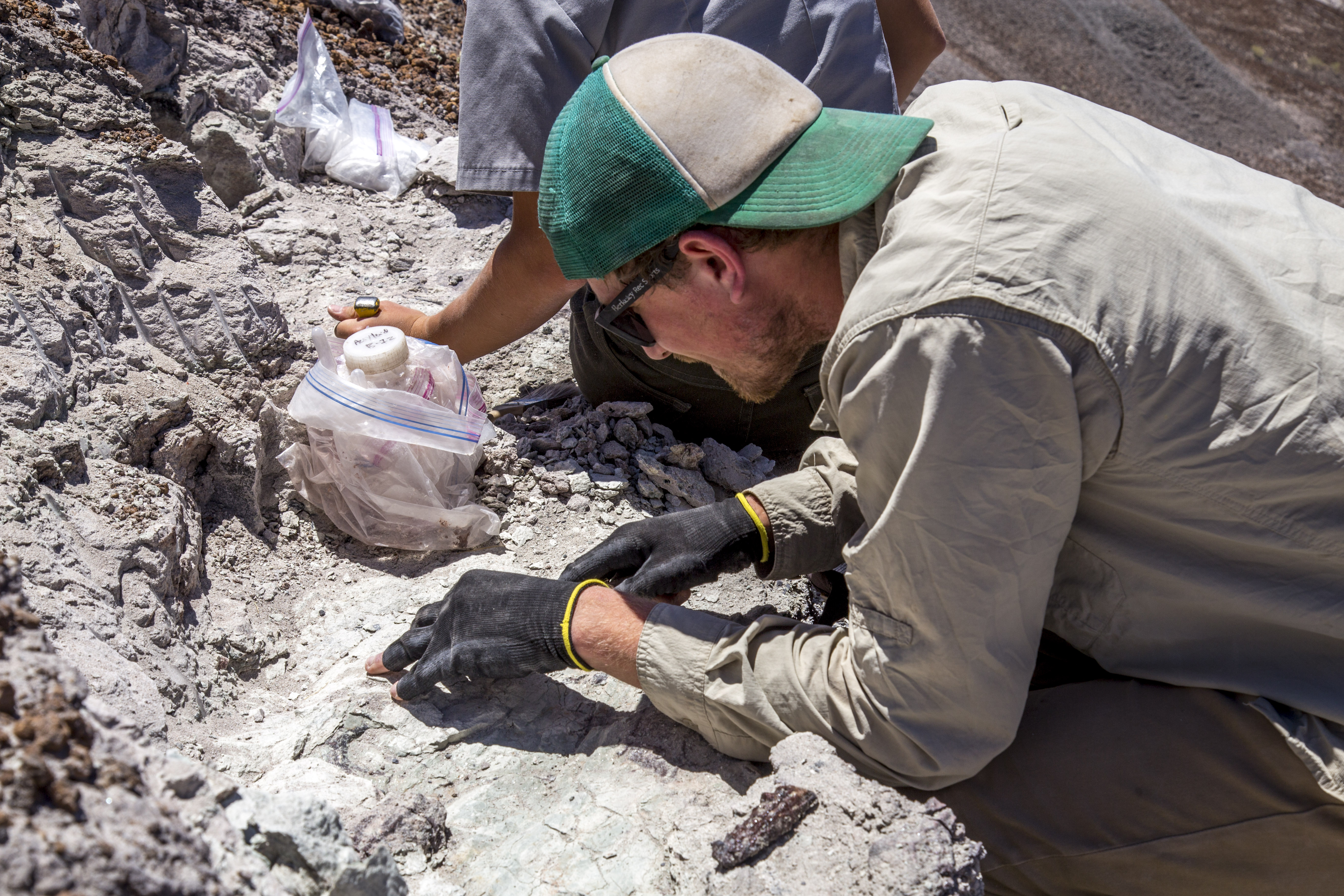 Covered in sweat and dirt, a paleontologist carefully removes gray dirt from a sun-bleached fossil.