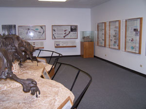 fossils on display in wall-mounted cases and as skeleton reconstructions