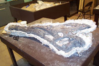 fossil skull bones protected inside a plaster jacket