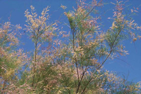 feathery leaves and flowers of tamarisk plant against a blue sky background