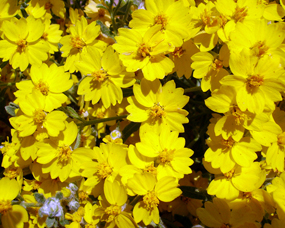 woolly paperflower