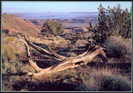 postcard of juniper and Painted Desert