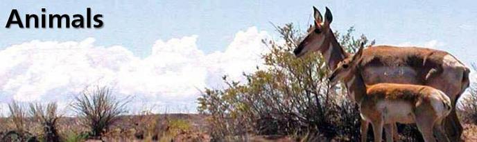 animal banner