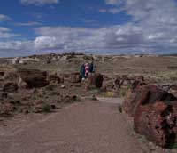 visitors on Giant Logs Trail
