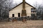 Deer at Elkhorn