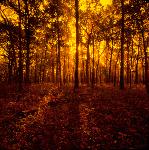 Morgan's Woods