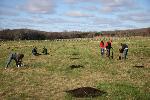 Peach Tree Planting