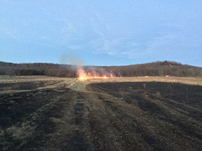 A grass fire is burning across a field from a previously burned area.