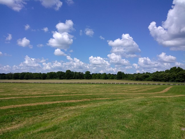 Photo of a green plowed field with blue skies and fluffy white clouds