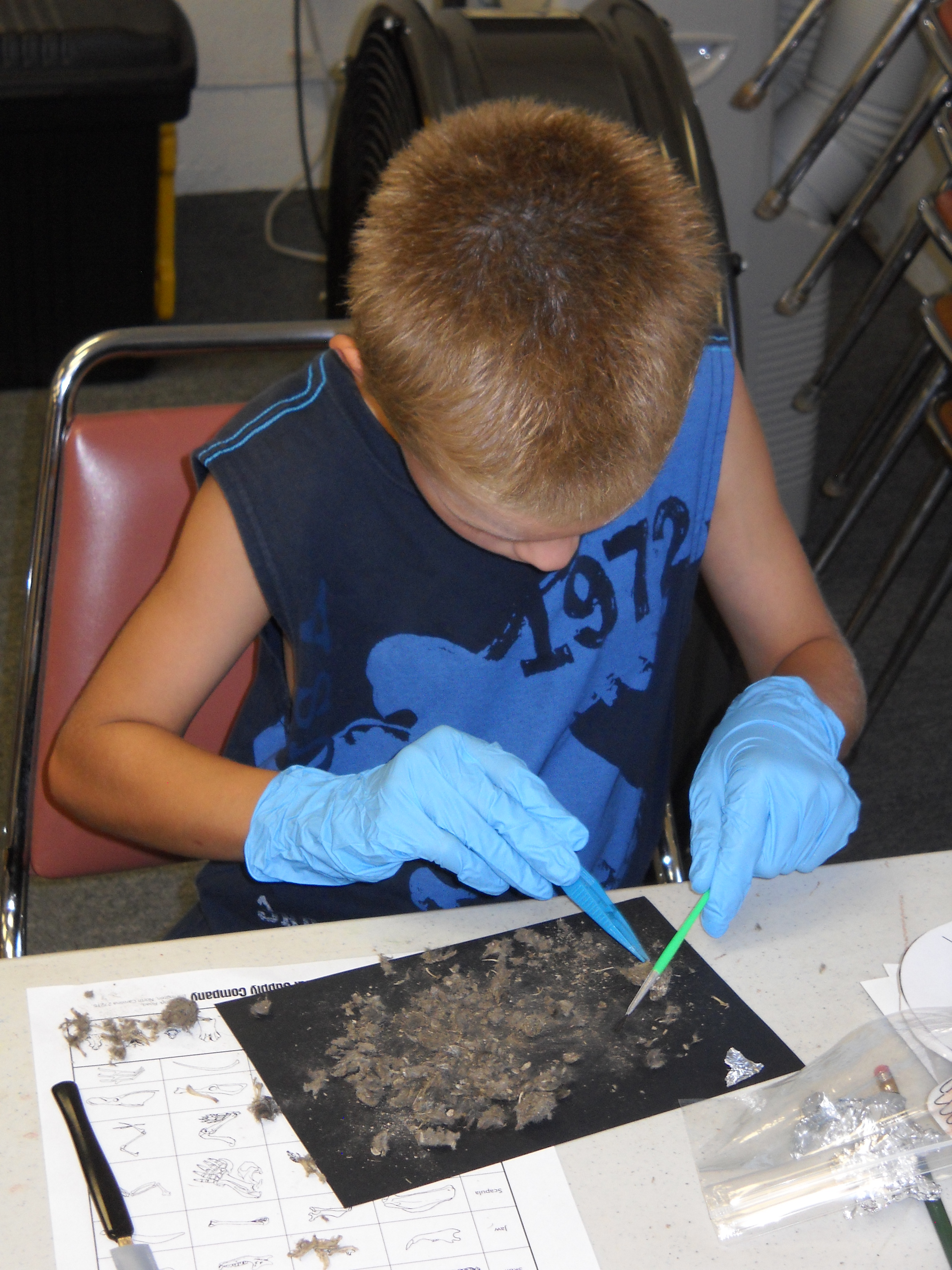 Dissecting Owl Pellets
