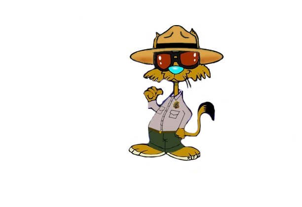 small colored cat