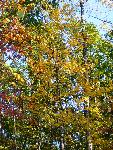 Fall Colors