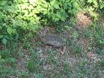 Eastern Cottontail