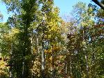 Encampment Trail