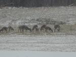 White-tailed Deer