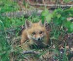 Red Fox Kit