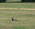 Woodchuck
