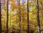 Fall in Petersburg