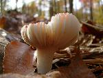 Rosy Russula Mushroom