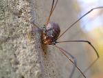 Daddy-long-leg