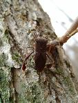 Leaffooted bug
