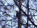 Pileated Woodpecker