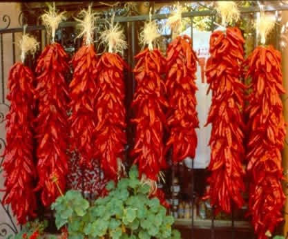 Bright red strings of chile peppers, called ristras, hanging along a fence to dry out before they can be prepared for red chile sauce.