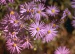 Photograph of Purple Aster flowers.