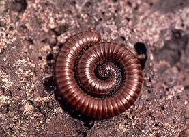 A Desert millipede in its coiled, defensive posture.