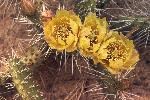 Yellow flowers blooming on the Plains Prickly Pear cactus plant.