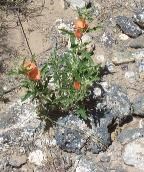 Photograph of Globe Mallow blooming with orange flowers.