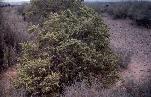 Four Wing Salt Bush plant