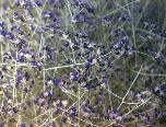 Broom Dalea Plant