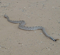 rattlesnake