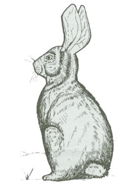 Black ink drawing of a Desert Cottontail Rabbit.