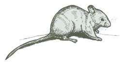 Black ink drawing of a Deer Mouse.