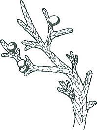 Ink drawing of One-seed Juniper.