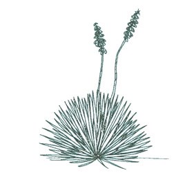 Ink drawing of Soapweed Yucca.
