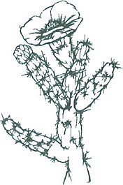 Ink drawing of Cane Cholla.