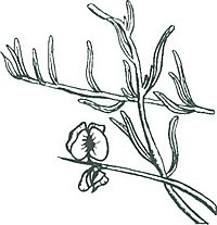 Ink drawing of Four-winged Saltbush.