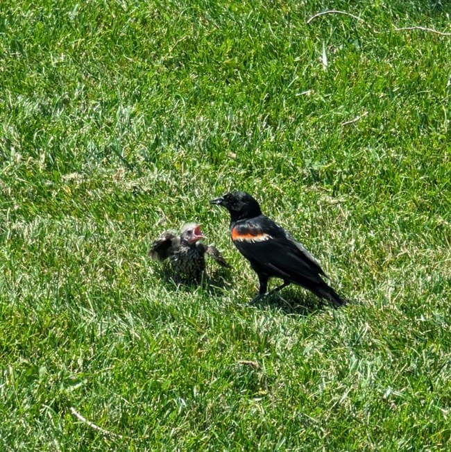 A juvenile red-winged black bird with mouth open waits for insects from the mouth of an adult male red winged black bird.