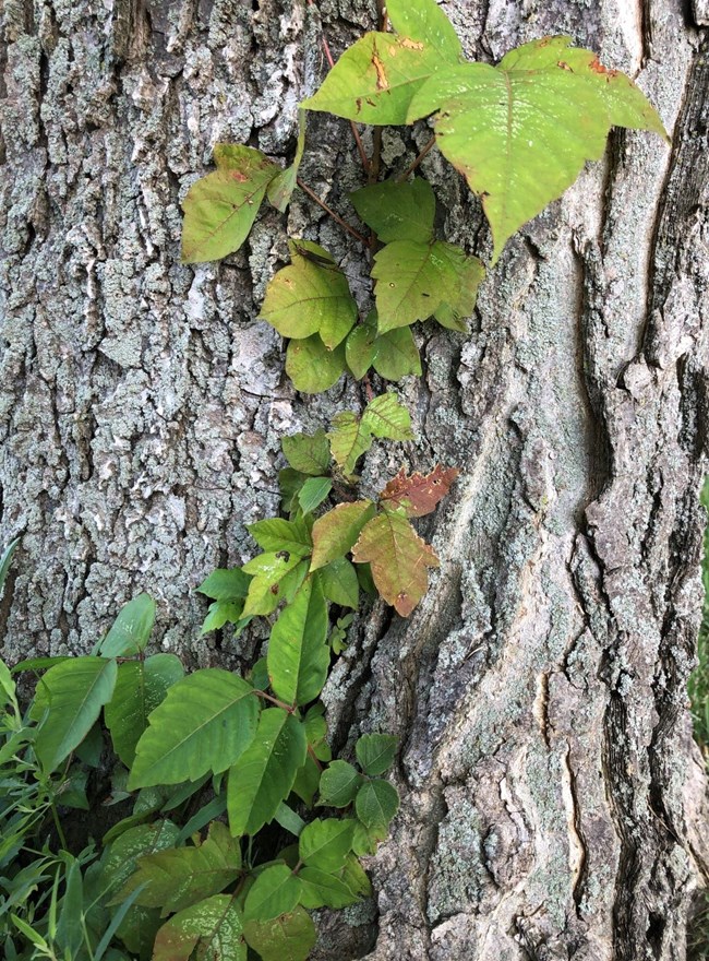 A poison ivy vine, leaves of three and reddish parts, grows from the ground up a tree trunk.
