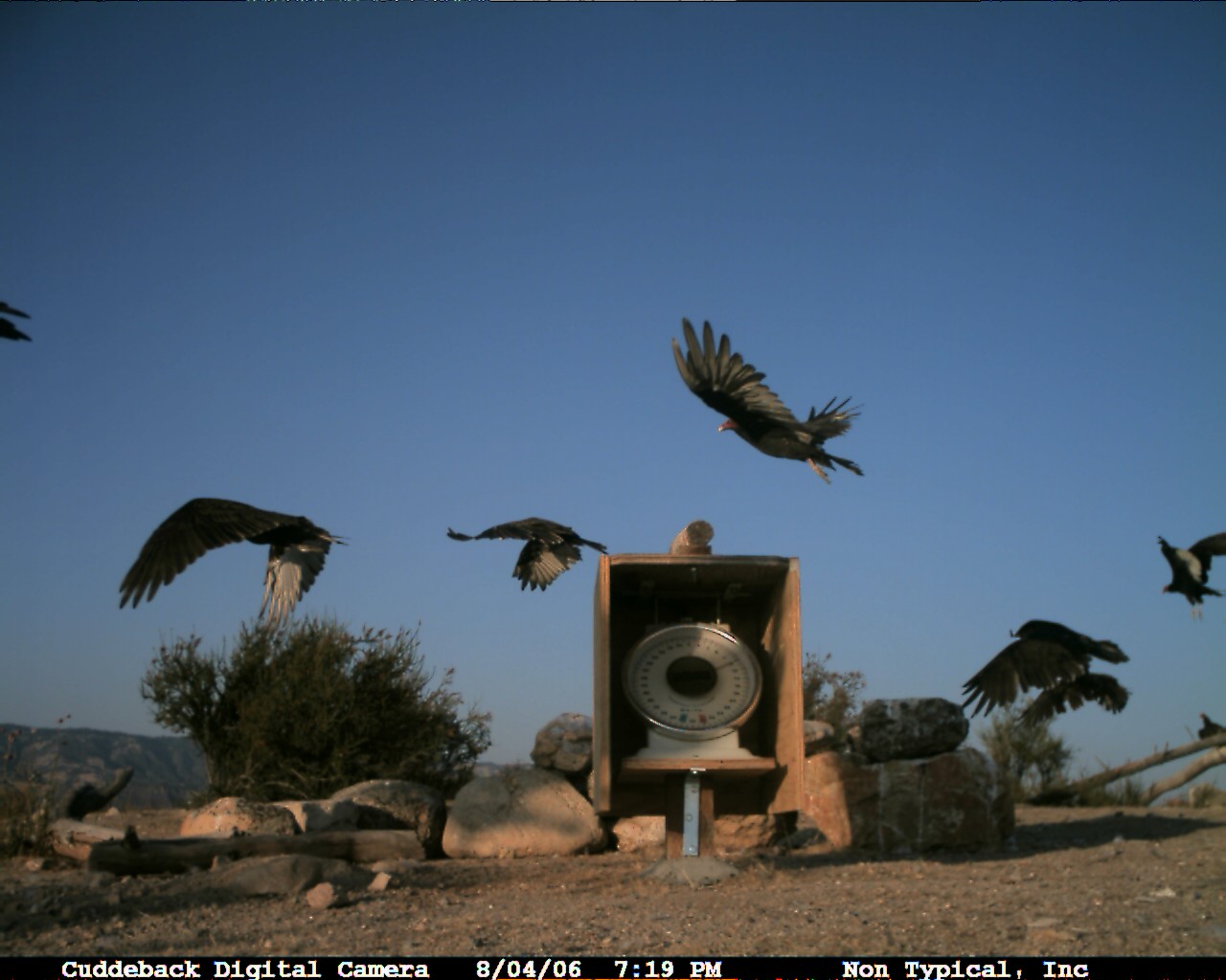 http://www.nps.gov/pinn//images/20060815193936.JPG