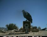 Image from CondorCam 08/11/06